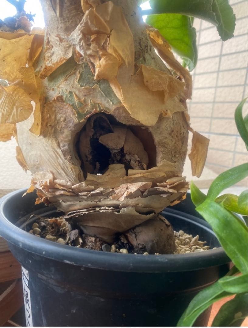 珍キフォステンマ マクロプス 大大 現地球