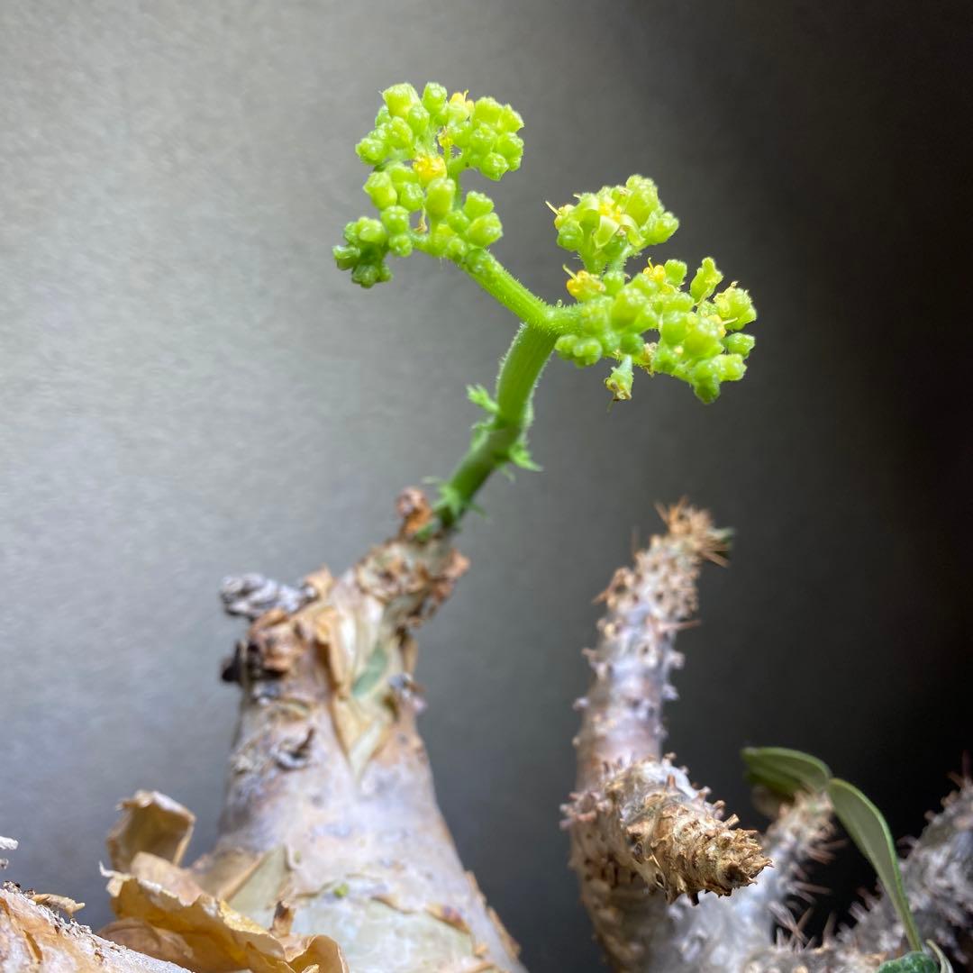 珍キフォステンマ マクロプス 大大 現地球
