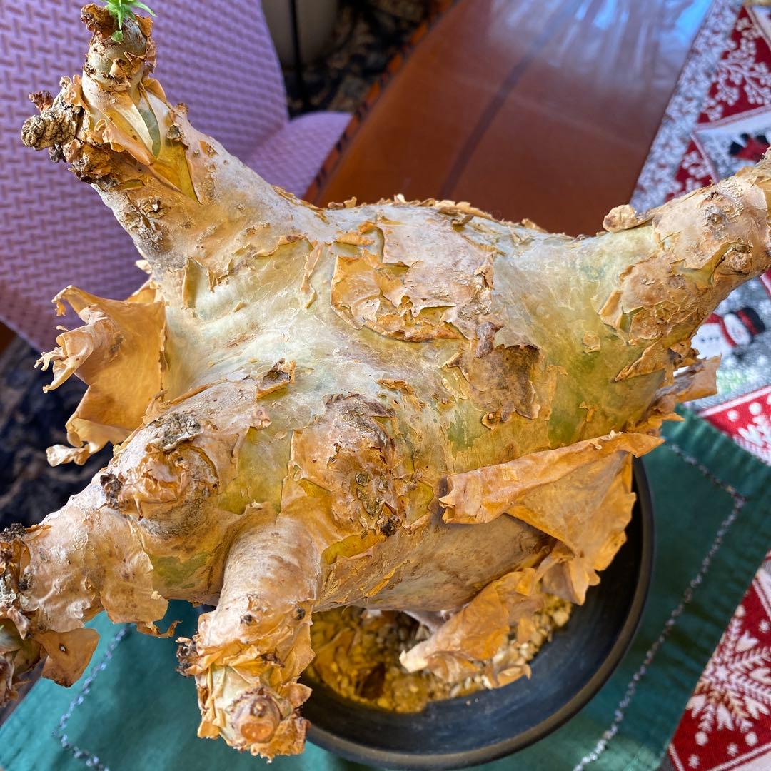 珍キフォステンマ マクロプス 大大 現地球