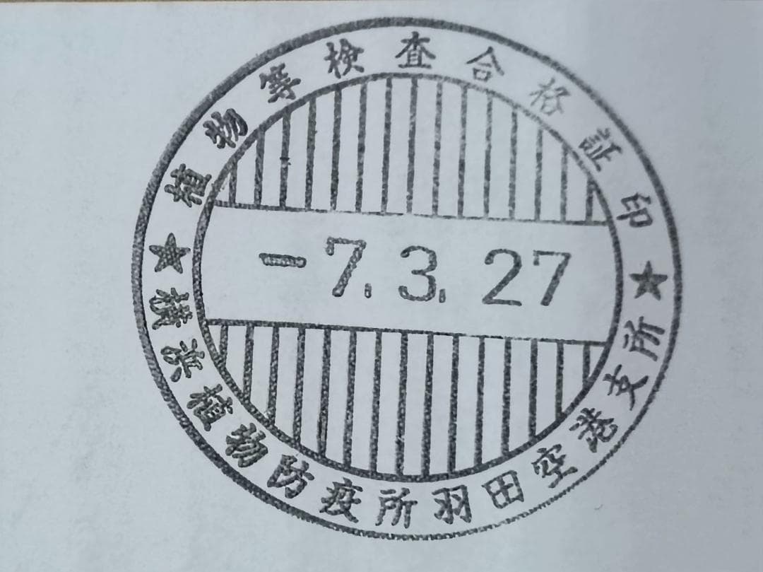 3月入荷 300粒+ アガベ ユタエンシス エボリスピナ 種子 種 証明書あり