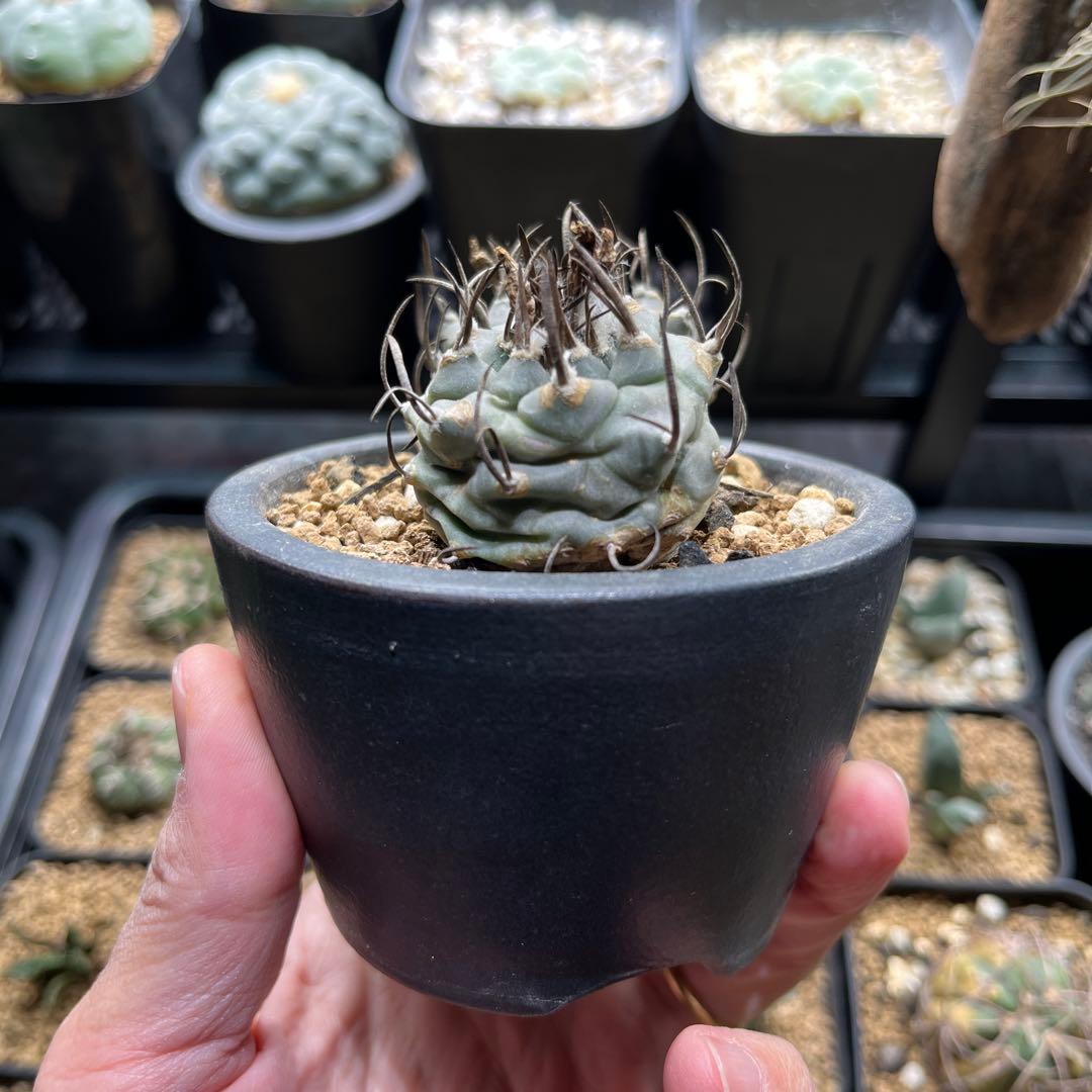 ツルビニカルプス　二頭　双頭　ダブルヘッド