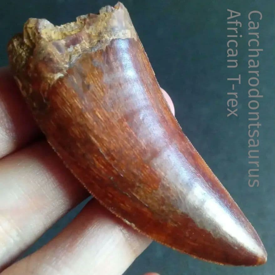 アロサウルス上科　カルカロドントサウルス　特大　歯化石　美麗標本