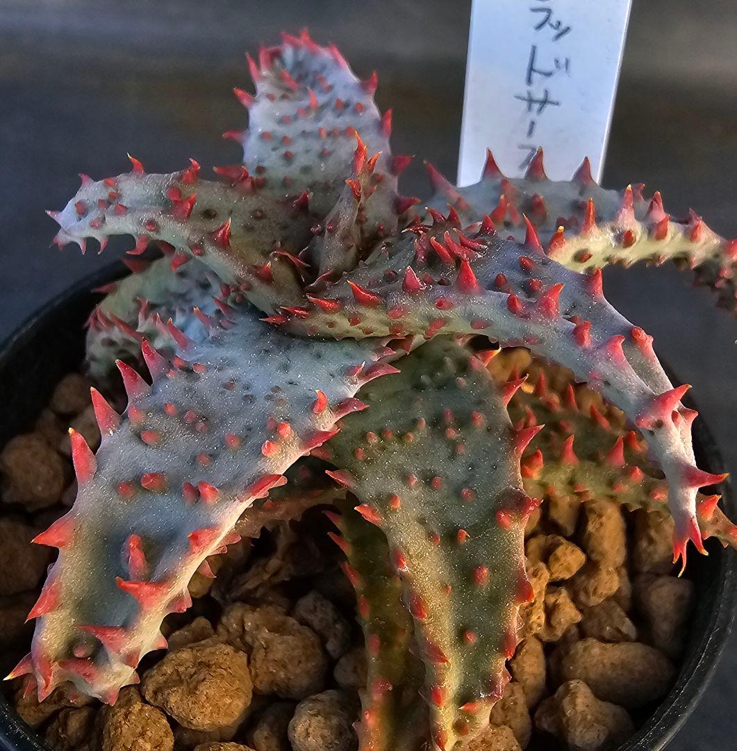 ロウルサンコさんラベル付き☆多肉植物 アロエ ブラッドサースティー