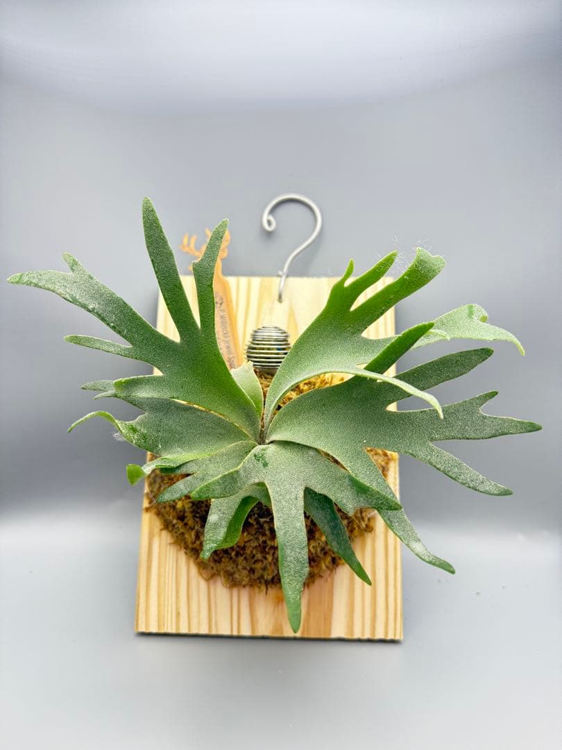 Antoni Gaudi 　超極大サイズ　ビカクシダ P. Jewel