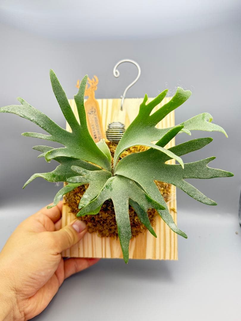 Antoni Gaudi 　超極大サイズ　ビカクシダ P. Jewel