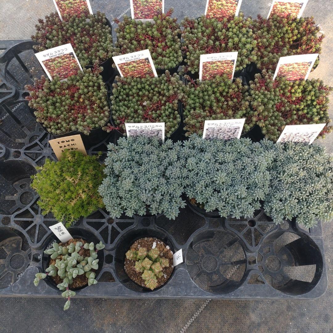 追加あり roccaさん専用