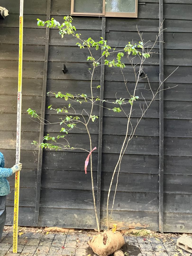 山採り　アオダモ　ソヨゴ　混合株