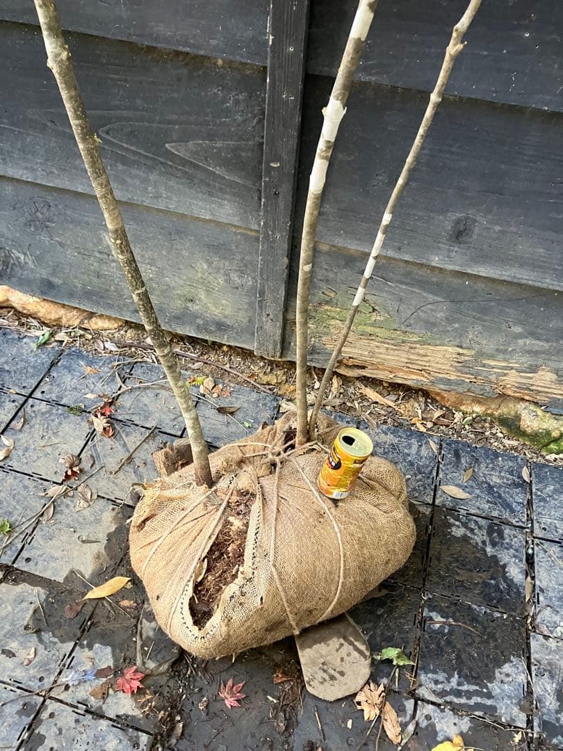 山採り　アオダモ　ソヨゴ　混合株