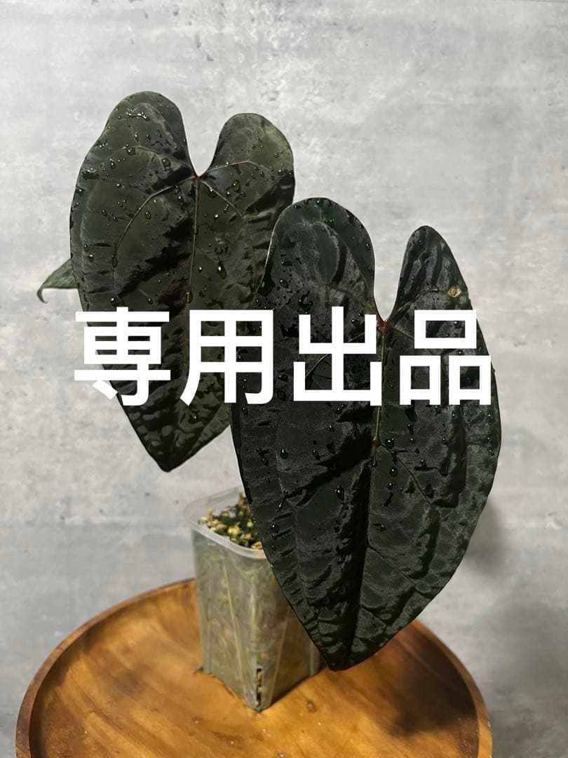 専用出品（3点まとめ）