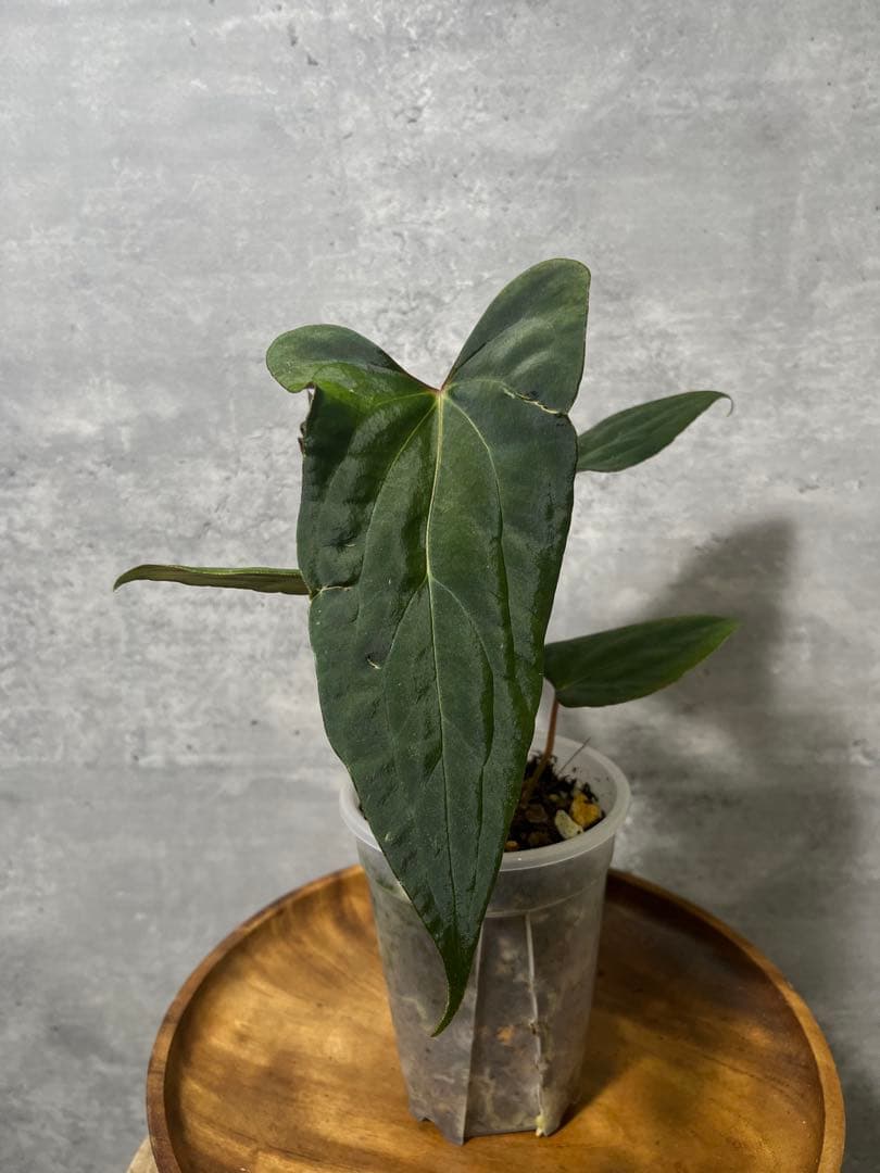 専用出品（3点まとめ）