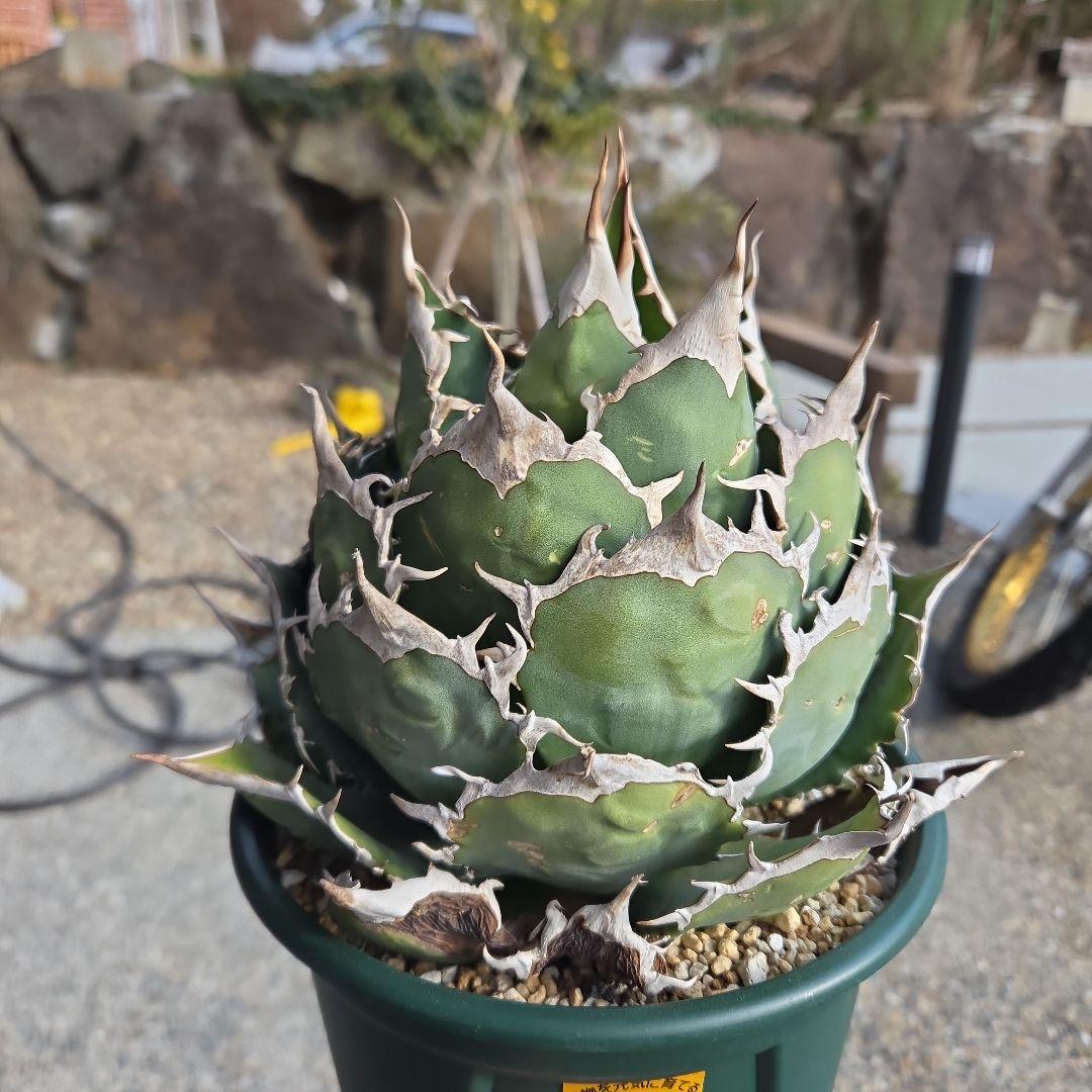 アガベ チタノタ 極上 ボールタイプ うねり