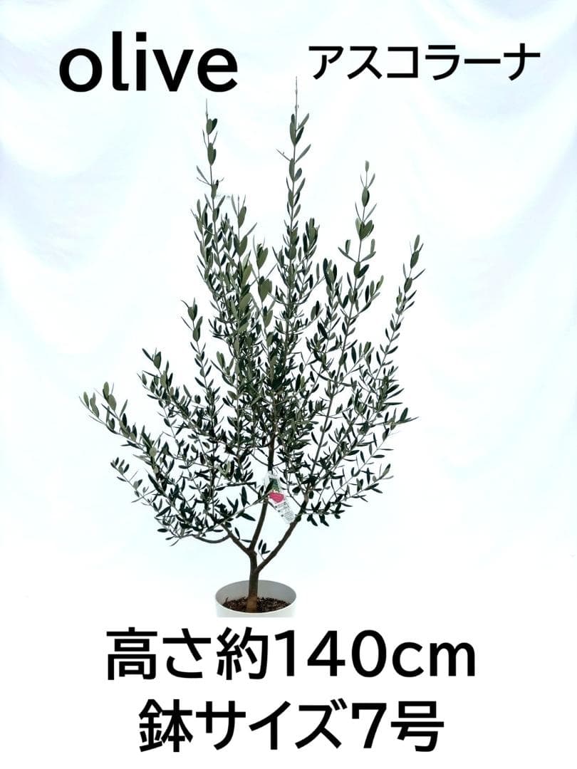 オリーブの木　アスコラーナ　7号　約140cm　NO.846　現品掲載