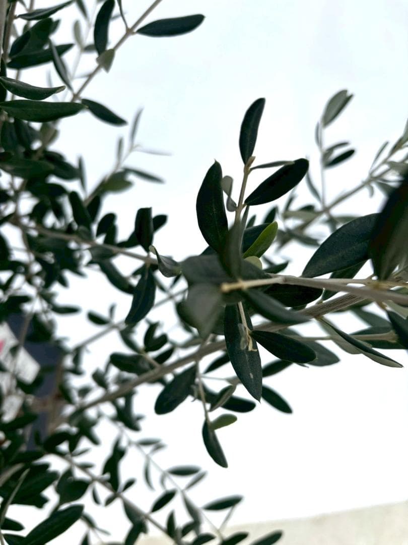 オリーブの木　アスコラーナ　7号　約140cm　NO.846　現品掲載