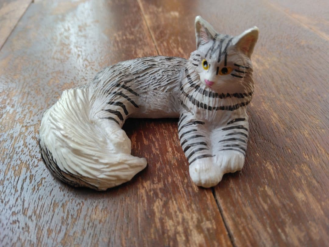 猫　メインクーン　綺麗な姿　気品冴える感じさせられる