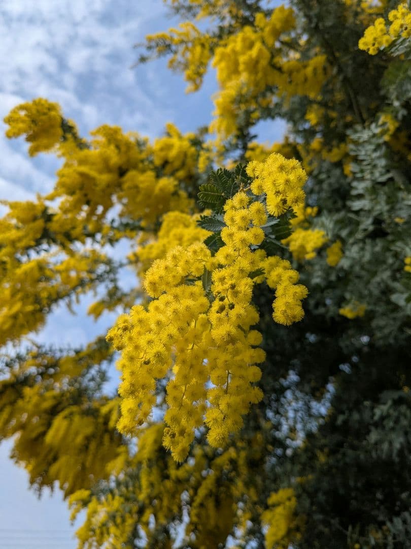 今年も✨フレッシュミモザを花束にして✨ 販売します(２月下旬以降〜)
