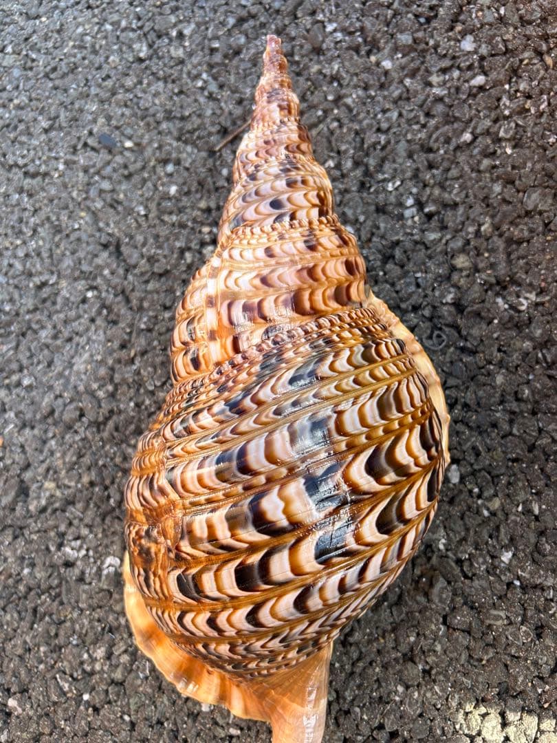 特大 39.7cm 法螺貝　蓋付