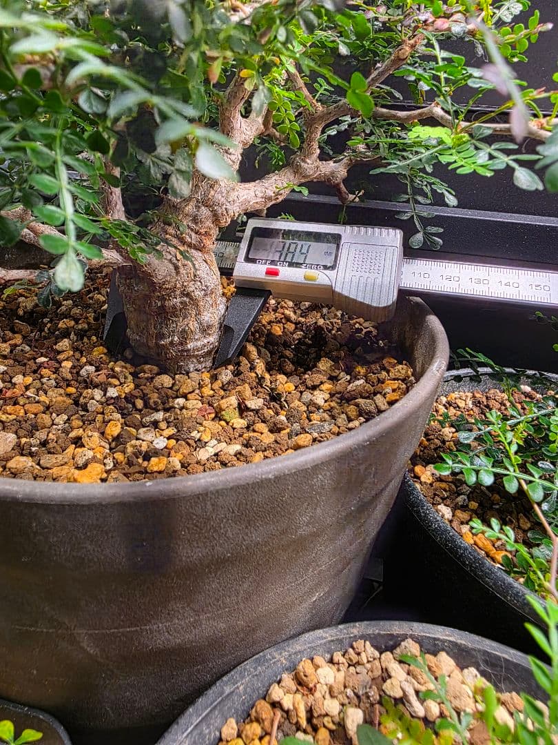 最終値下 塊根植物 オペルクリカリア パキプス 実生 7年目 抜粋株