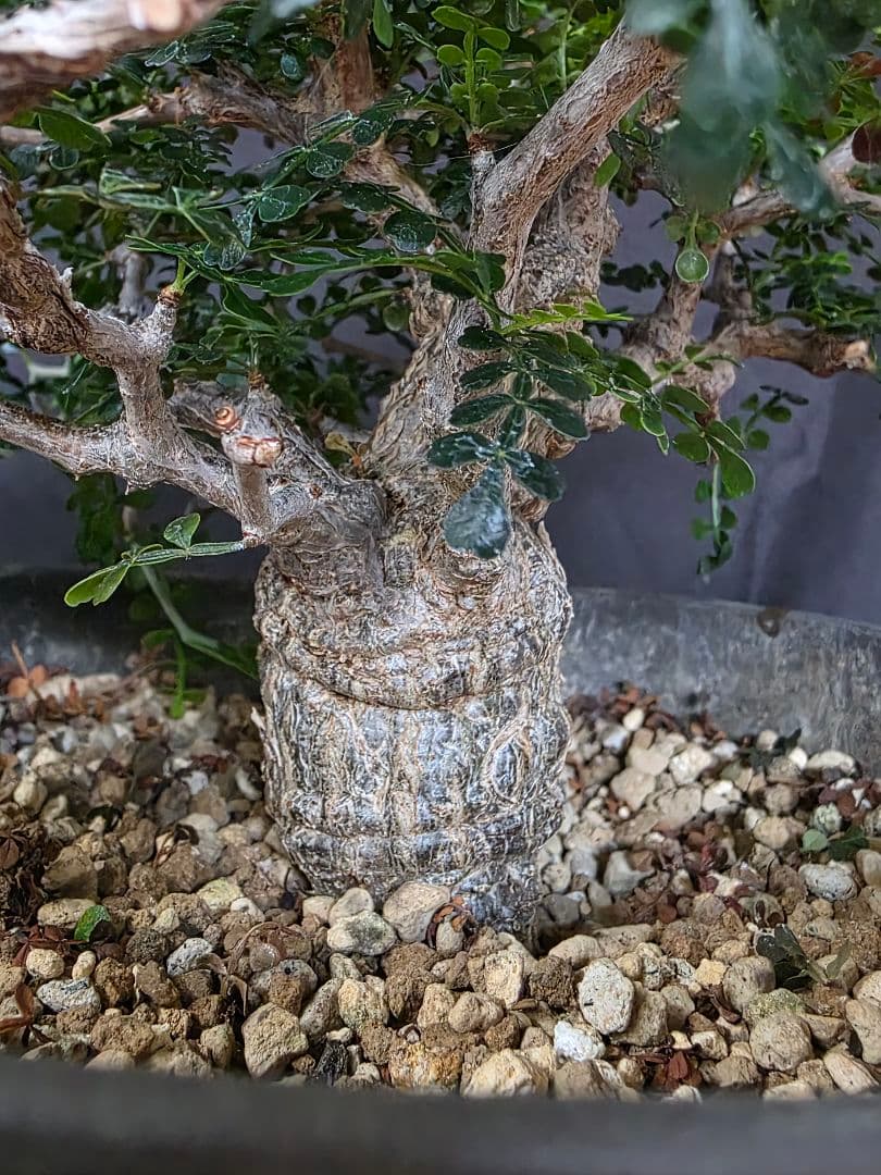 幹幅3.84cm 塊根植物 オペルクリカリア パキプス 実生 7年目 抜粋株