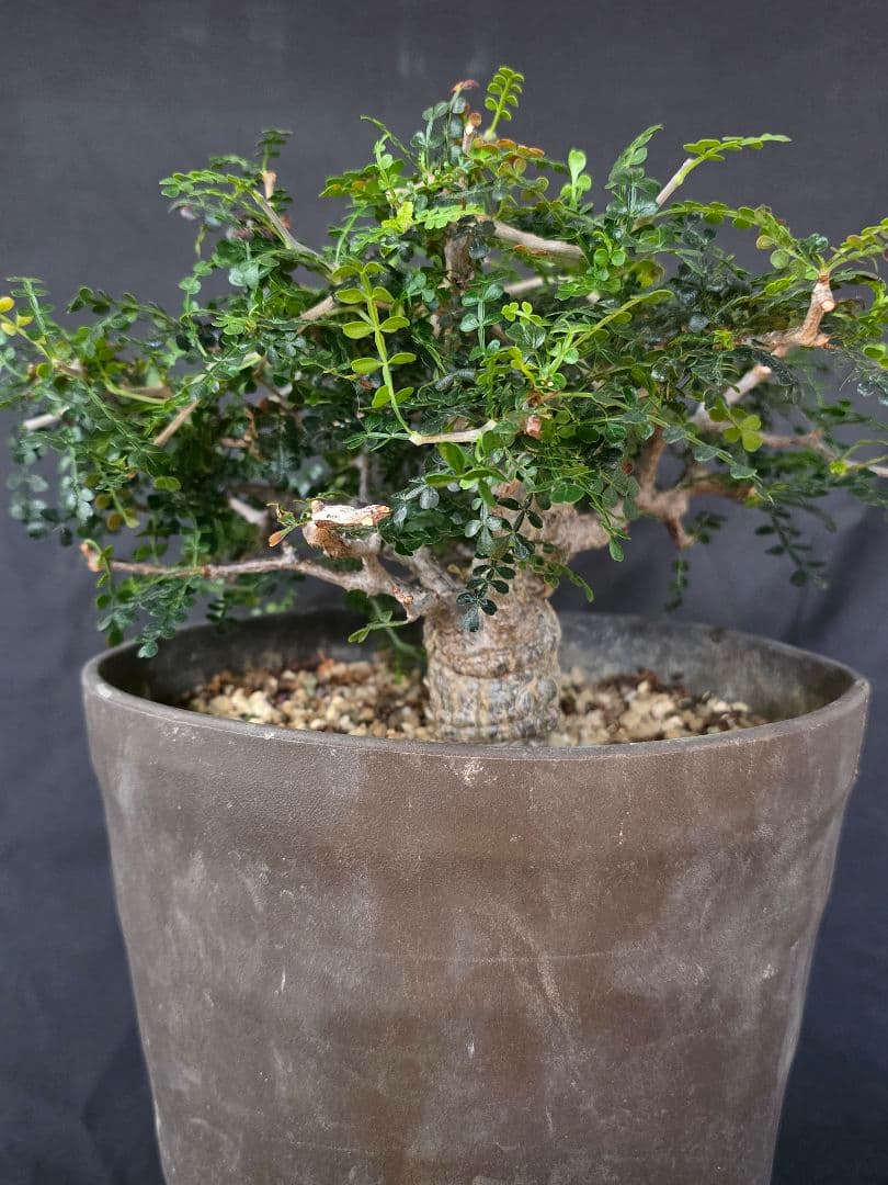 幹幅3.84cm 塊根植物 オペルクリカリア パキプス 実生 7年目 抜粋株