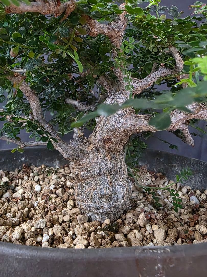 幹幅3.84cm 塊根植物 オペルクリカリア パキプス 実生 7年目 抜粋株