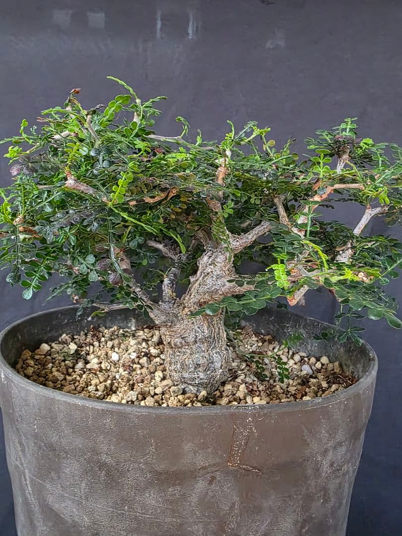 幹幅3.84cm 塊根植物 オペルクリカリア パキプス 実生 7年目 抜粋株