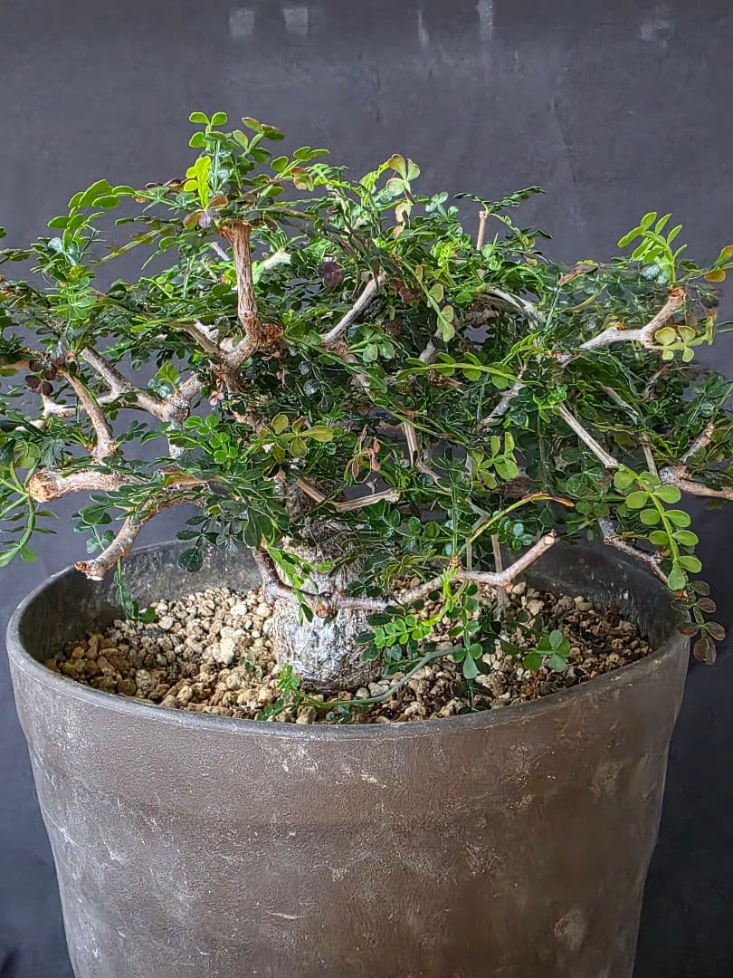 幹幅3.84cm 塊根植物 オペルクリカリア パキプス 実生 7年目 抜粋株