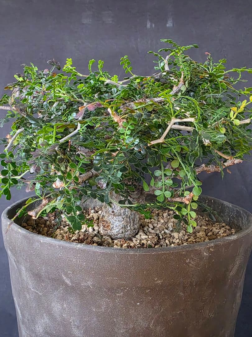 幹幅3.84cm 塊根植物 オペルクリカリア パキプス 実生 7年目 抜粋株