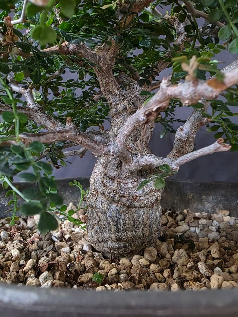 幹幅3.84cm 塊根植物 オペルクリカリア パキプス 実生 7年目 抜粋株