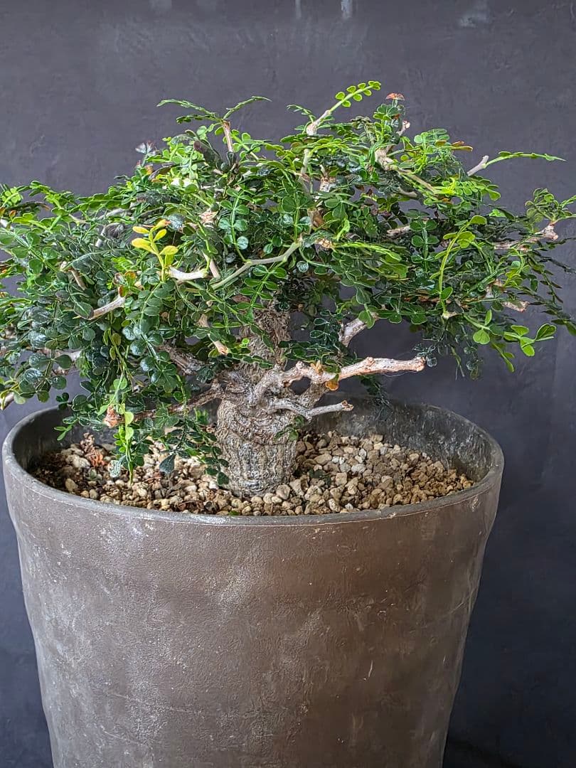 幹幅3.84cm 塊根植物 オペルクリカリア パキプス 実生 7年目 抜粋株