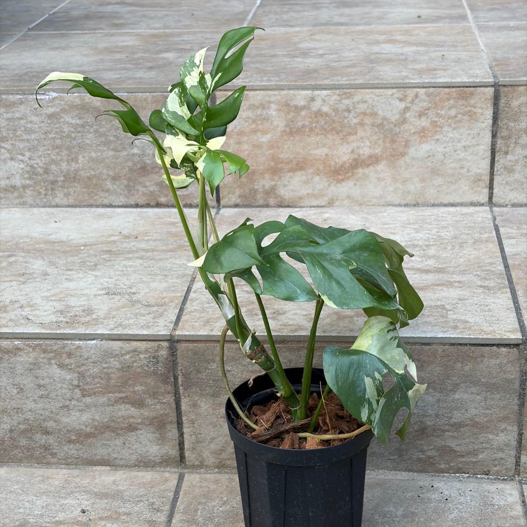 【セール】モンステラ　ヒメモンステラ　約4号鉢　No.001　鉢、送料込