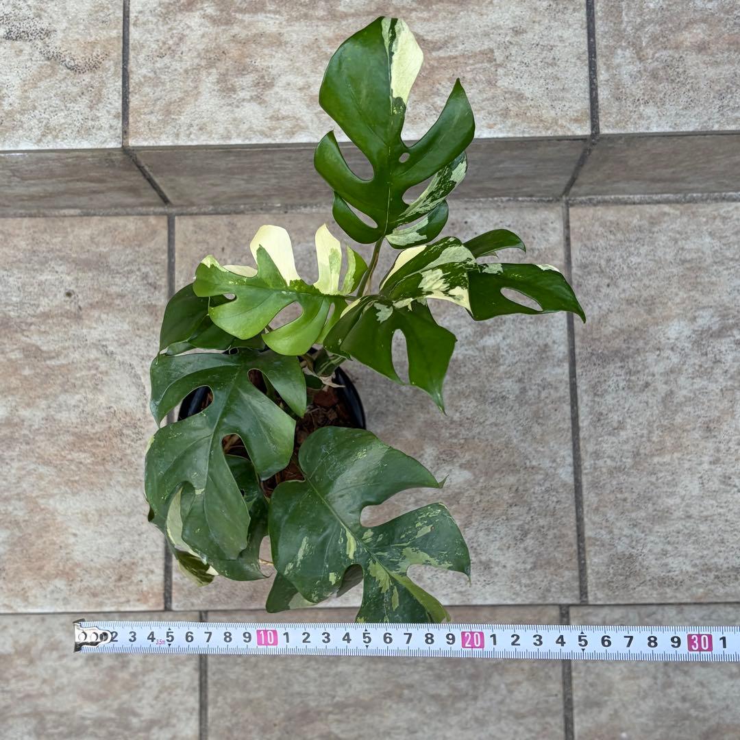 【セール】モンステラ　ヒメモンステラ　約4号鉢　No.001　鉢、送料込