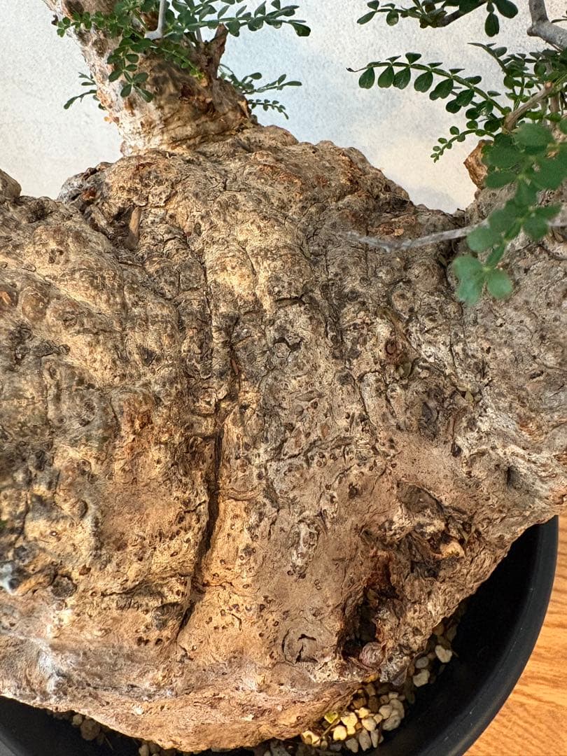 【丸型】パキプス／発根済み・塊根18cm みやび鉢