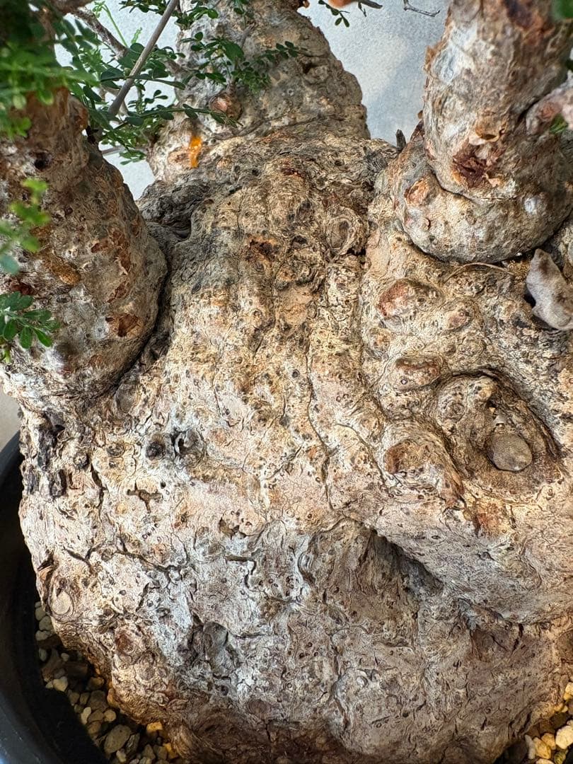 【丸型】パキプス／発根済み・塊根18cm みやび鉢