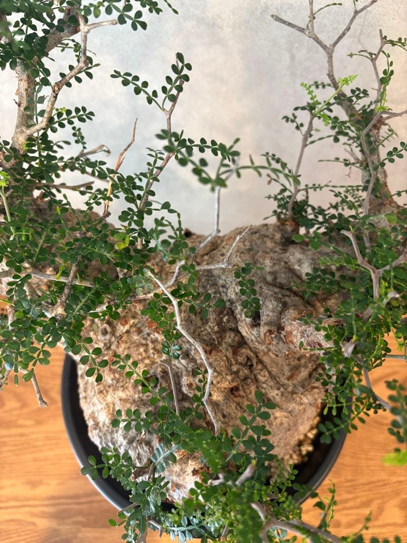 【丸型】パキプス／発根済み・塊根18cm みやび鉢