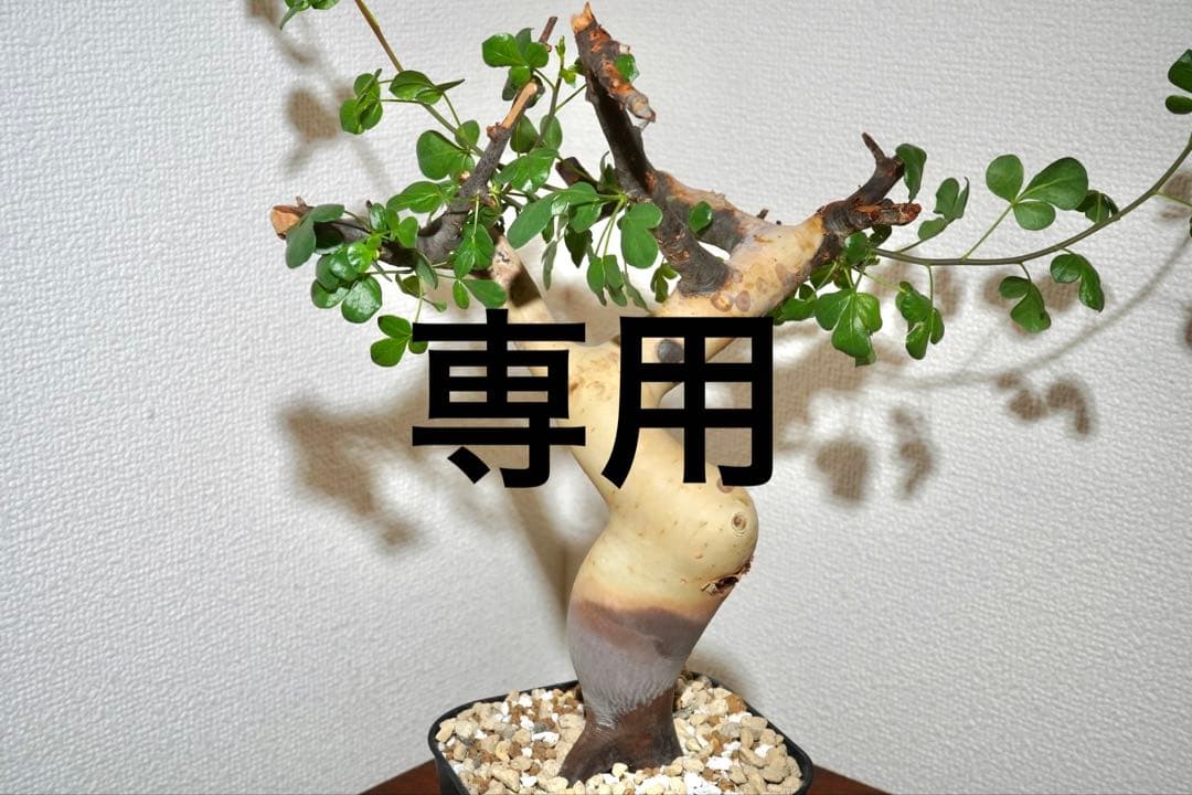 マルタ・ハフハフ　コミフォラ ピュアカタフ　ソマリア産