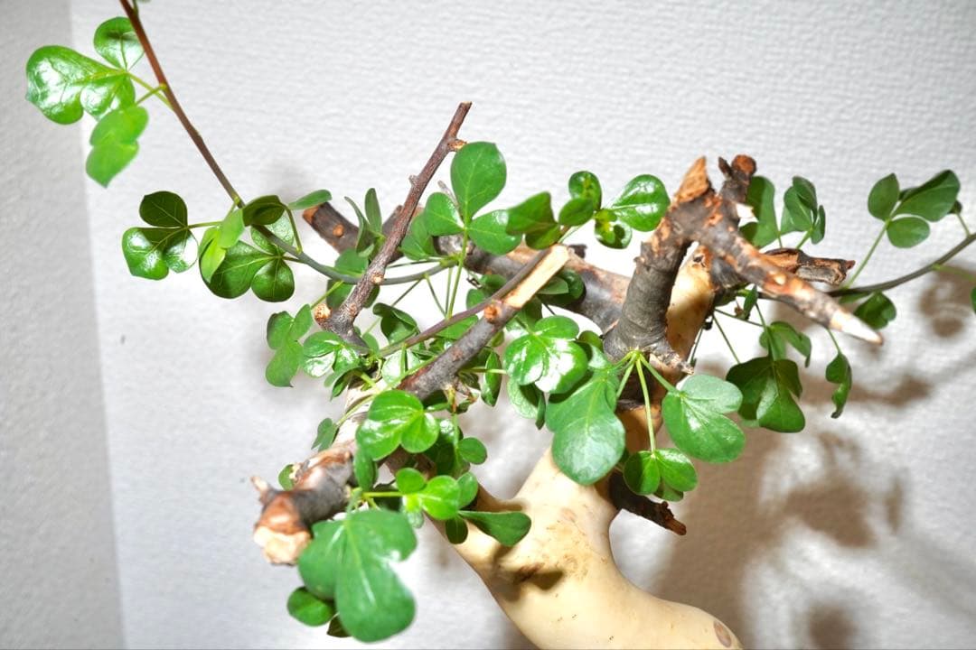 マルタ・ハフハフ　コミフォラ ピュアカタフ　ソマリア産