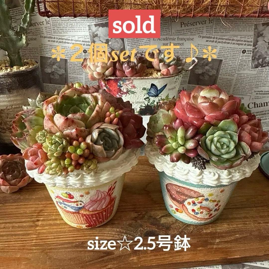 ❤︎sweets whip❤︎ そのまま飾れる多肉植物の寄せ植えリメ鉢ちまリメ缶
