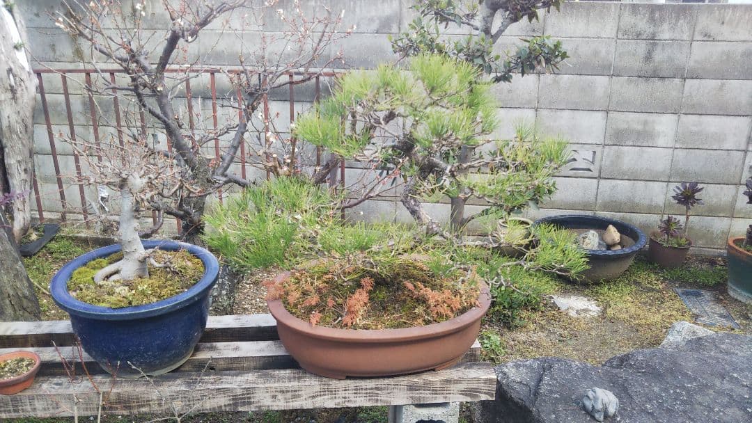 中型松盆栽 陶器鉢 茶色