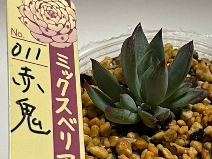 ❤️専用出品❤️おらいさん苗　ミックスベリア　　　❤️赤鬼❤️発根開始♪　札なし