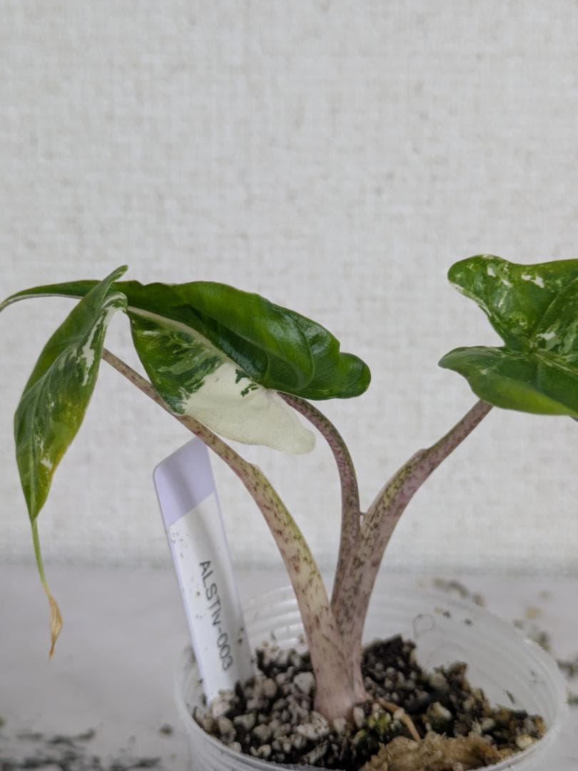 アロカシア　スティングレイ　アルボ（白斑入り）