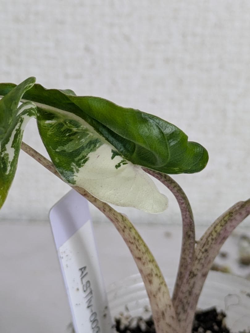 アロカシア　スティングレイ　アルボ（白斑入り）