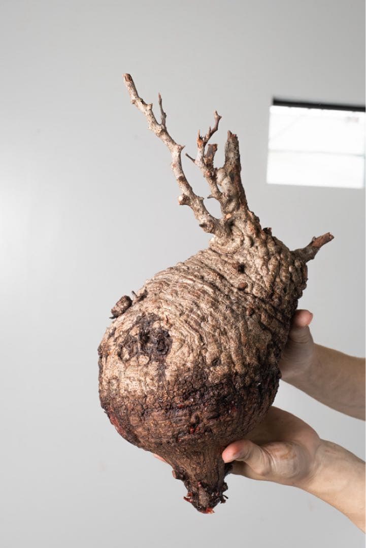 AP130 オペルクリカリア パキプス ベアルート株