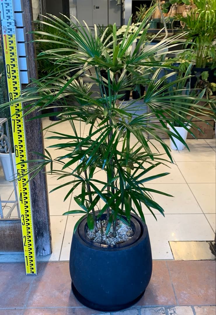 シュロチク 棕櫚竹 8 ファイバー鉢 お皿付き