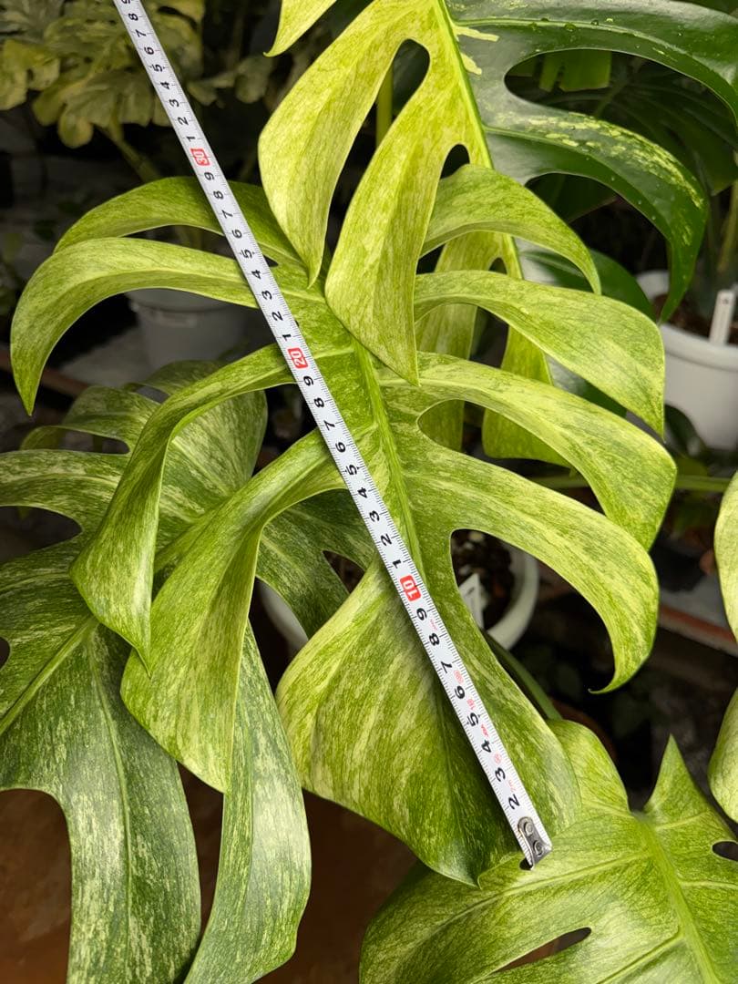 モンステラ　ボルギシアナ　x デリシオーサ　ミント　超美斑入り作品株