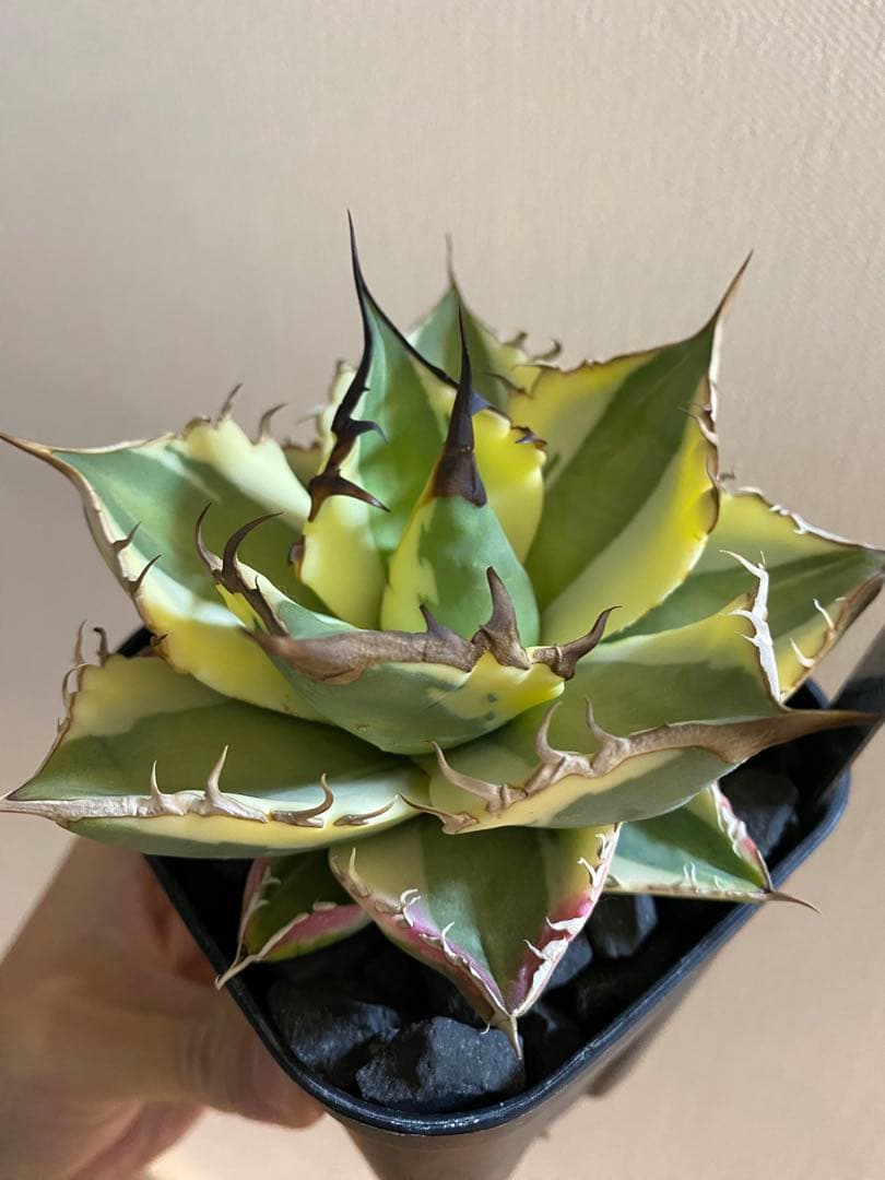 アガベ チタノタ スナグルトゥース