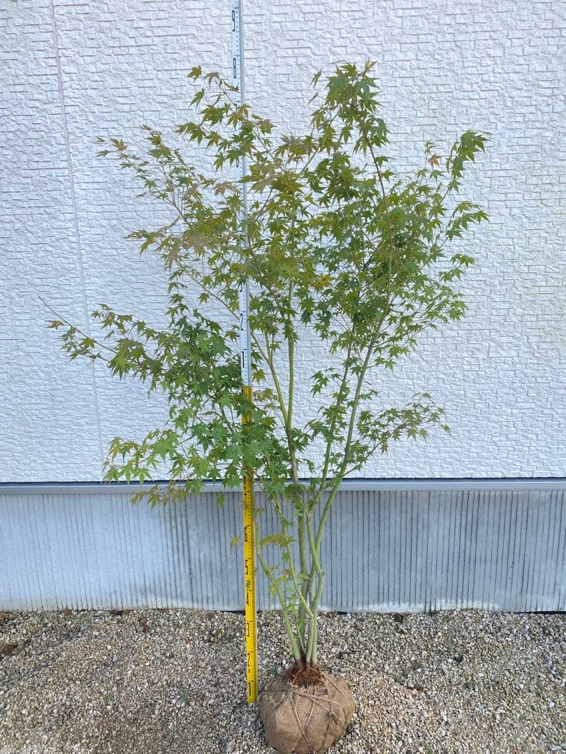 イロハモミジ　５本立ち　樹高H1.5m