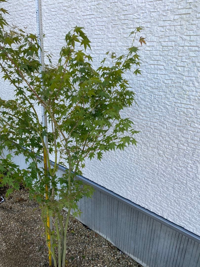 イロハモミジ　５本立ち　樹高H1.5m