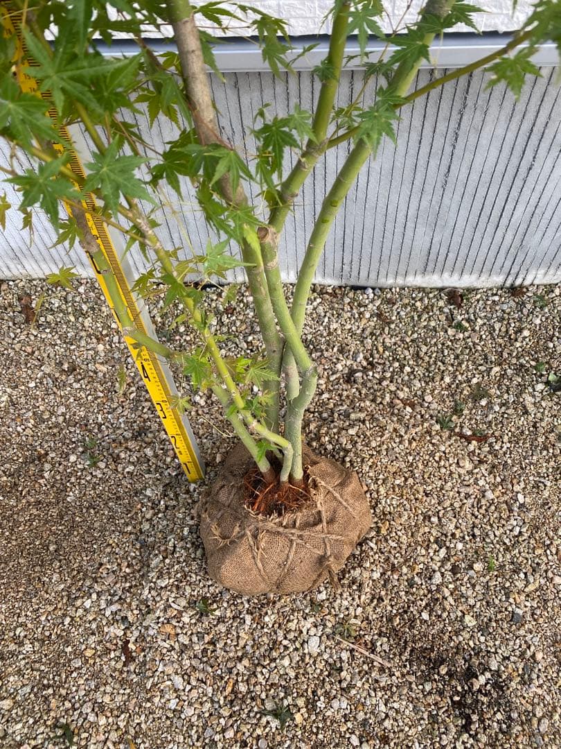 イロハモミジ　５本立ち　樹高H1.5m