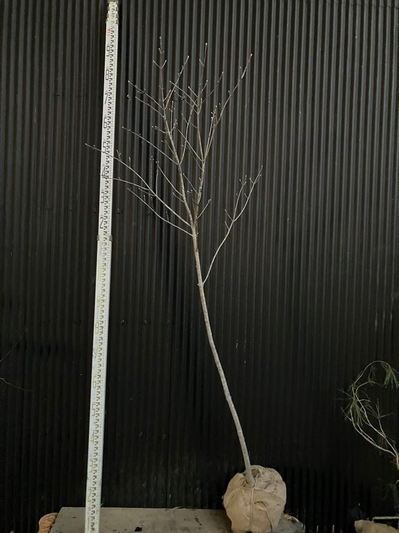 山採り　アオダモ