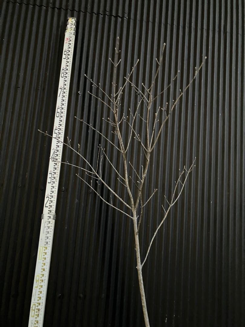 山採り　アオダモ